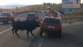A vörös kocsit támadta az autópályára tévedt bika