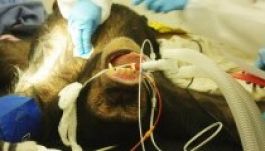 Hirtelen szívhalál végzett egy csimpánz testvérpárral