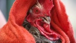 Nyolc évbe is telhet, amíg egy brit nő hozzájuthat lenyelt fülbevalójához