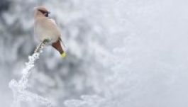 Téli látogató: az idei természetfotó pályázat győztese