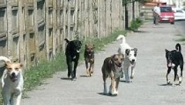 Államfői hadüzenet született a kóbor kutyák ellen