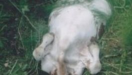 Kifizetik a vadkárok egy részét Háromszéken