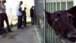 Másoknál is kóborolnak gazdátlan ebek