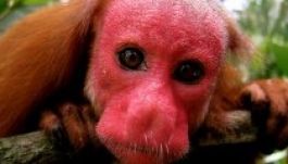 Megalakult a Ronda Állatokat Megmentő Társaság (GALÉRIA)