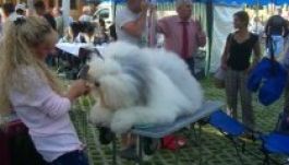 Hétvégi kutyaparádé a marosvásárhelyi Ligetben (GALÉRIA)