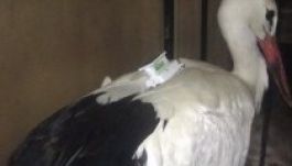 Megették a kémnek vélt magyar gólyát Egyiptomban