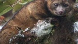 Új emlősfajt fedeztek fel: a medvemacskát