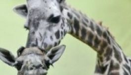 Világcsúcs: tizennyolcadik borját ellette egy zsiráf