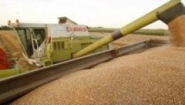 Hiába a bőséges termés, a gazdák nem járnak jól