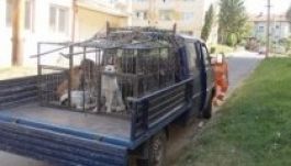 Oprescu: nincs már szükség népszavazásra a kóbor kutyákról