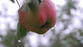 Esős idő következik, hétvégén lehűl a levegő