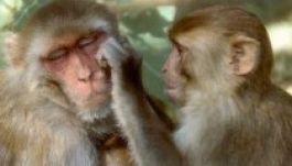 Új vakcina: elpusztítja a HIV-szerű vírust a majmokban