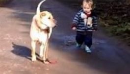 A család kutyája buktatta le az erőszakus dadust