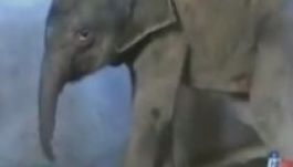 Órákig sírt a kiselefánt, miután anyja megpróbálta megölni