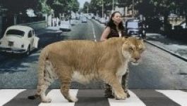 Három méter és bő 4 mázsa a gigantikus nagymacska