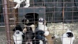 Sepsiszentgyörgy élen jár a kóboreb-törvény alkalmazásában