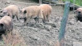 Meghalt a mangalicák által összemardosott magyar aggastyán