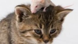 Kifejlesztették a macskától nem félő egeret