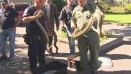 Nyolcszázötven kígyót rejtegetett garázsában az állatellenőr