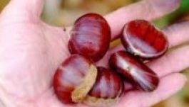 Gesztenyét is elfogadnak pénz helyett a parkolóőrök