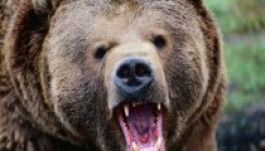 Három medvetámadás egy nap alatt Dâmboviţa megyében