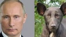 Rátaláltak Putyin szakasztott mására egy kutya arcán