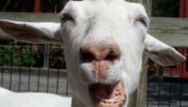 Hogyan raboljunk kecskét ragasztószalaggal?