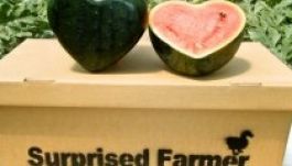 Szív alakú dinnyével hódítanak a japánok