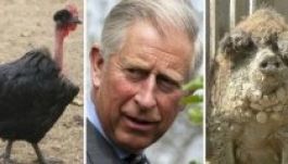 Magyar fajokat tenyészt Károly herceg székelyföldi birtokán