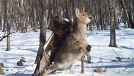 Lefilmezték, amint őzet ejt áldozatul egy sas