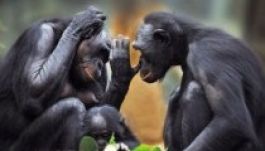 Filmről tanul párzani egy állatkerti csimpánzfiú
