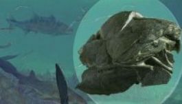 Négyszázmillió éves halra bukkantak fejlett állkapoccsal