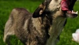 Sokkoló javaslat a kóborkutya-kérdés megoldására