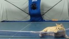 Látott már kiscicát pingpongozni? (VIDEÓ)