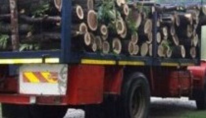 Közel 150 millió lejes kárt okoztak idén a fatolvajok