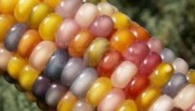 Színes szemek is termelhetők a kukoricacsöveken