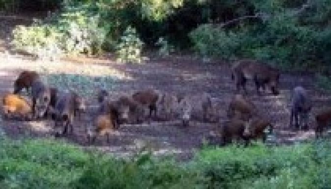 Egyre több gondot okoznak a Dunakanyarban a vaddisznók