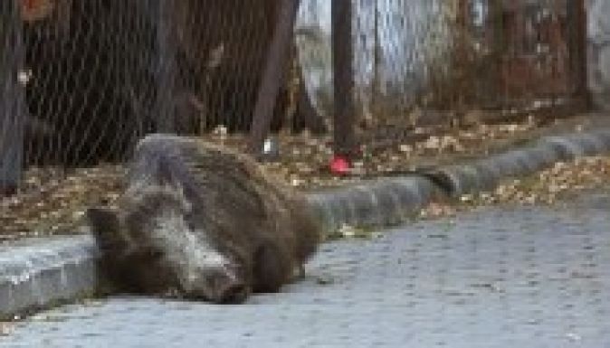 Budapesti lakótelepen rohangált egy vaddisznó