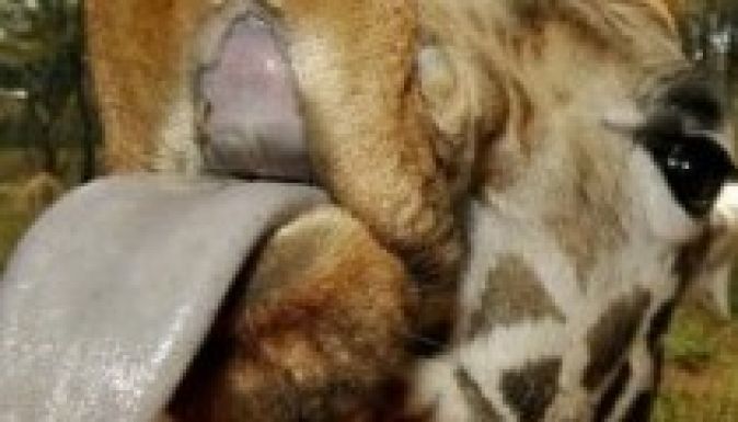 Zsiráfos őrület terjed a Facebookon