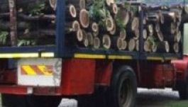 Közel 150 millió lejes kárt okoztak idén a fatolvajok