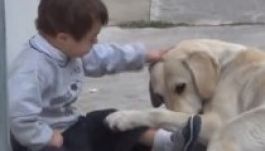 Down-szindrómás gazdiját biztatja játékra egy kutya (VIDEÓ)