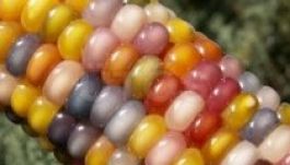 Színes szemek is termelhetők a kukoricacsöveken