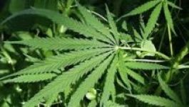 Engedélyeznék az orvosi marihuánát, de még senki nem kérte