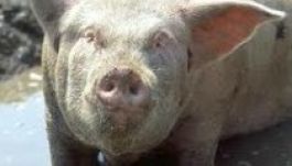 Disznóját cserélné iPhone-ra egy román facebookozó