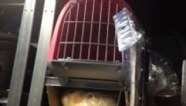 Ezeket a tárgyakat felejtik az utasok a bukaresti reptéren