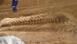 Óriási dinoszaurusz csontvázra bukkantak Albertában