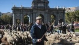 Népes juhnyáj állította le a madridi forgalmat vasárnap