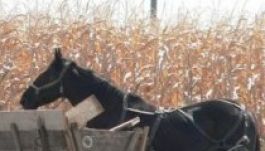 Elkezdődött a terménytolvajok vadászidénye