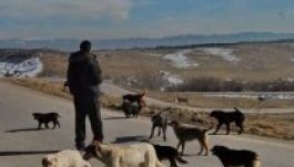 Fejpénzt fizetnek a kóbor kutyákért Lupényban