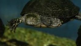 Teknősbéka jelzi a földrengés közeledtét Vrancea térségében?